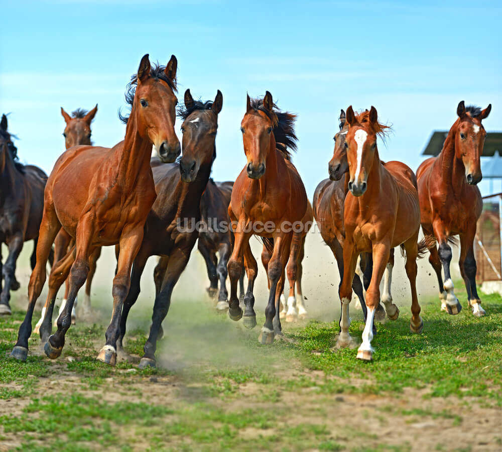 Running Wild Wallpaper Wallsauce Us 1920 x 1279, 432 kb. wallsauce com