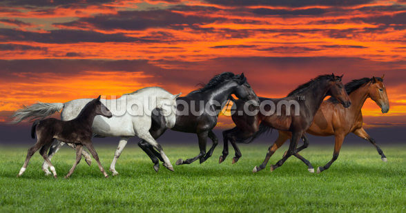 Sunset Horses Wallpaper Wallsauce Us