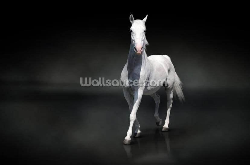 White Horse on Black