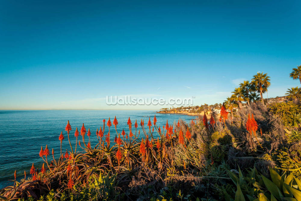 Laguna Beach Aloe Vera Wall Mural Wallsauce Us Its the 2nd week of spring, ninon enjoys capture all the color and texture of individual flower. laguna beach aloe vera wall mural wallsauce us