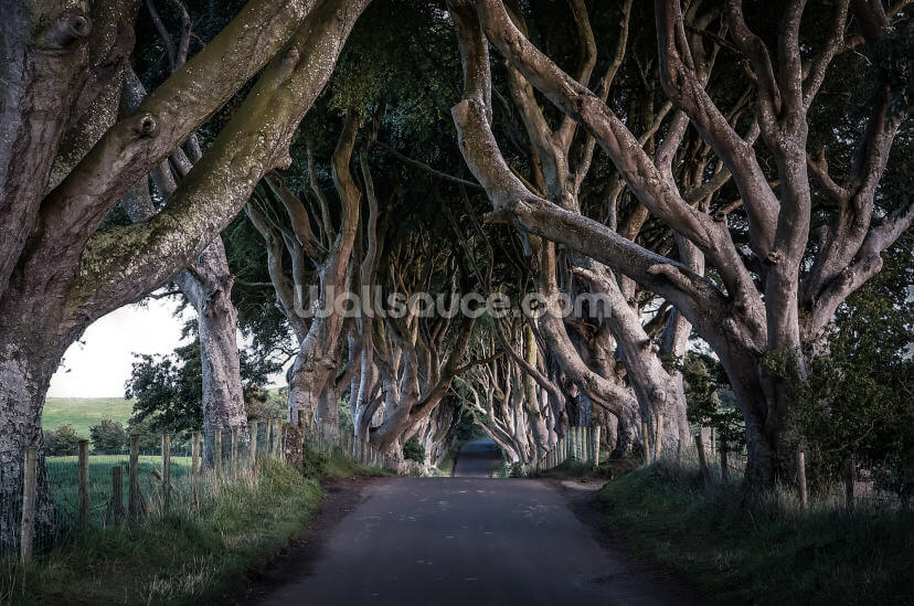 The Dark Hedges of County Antrim
