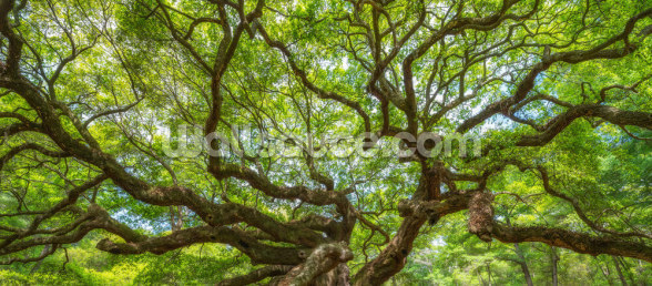 angel oak tree panoramic