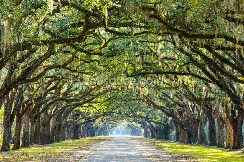 Oak Tree Road Savannah Georgia