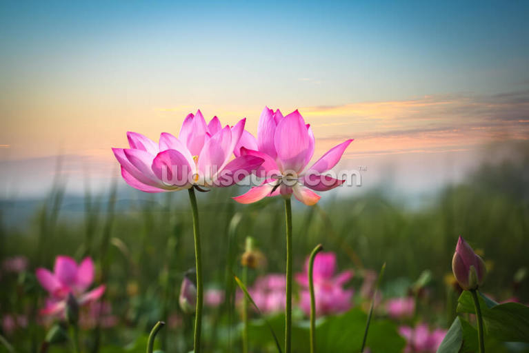 Lotus Flower in Sunset Lotus Flower in Sunset