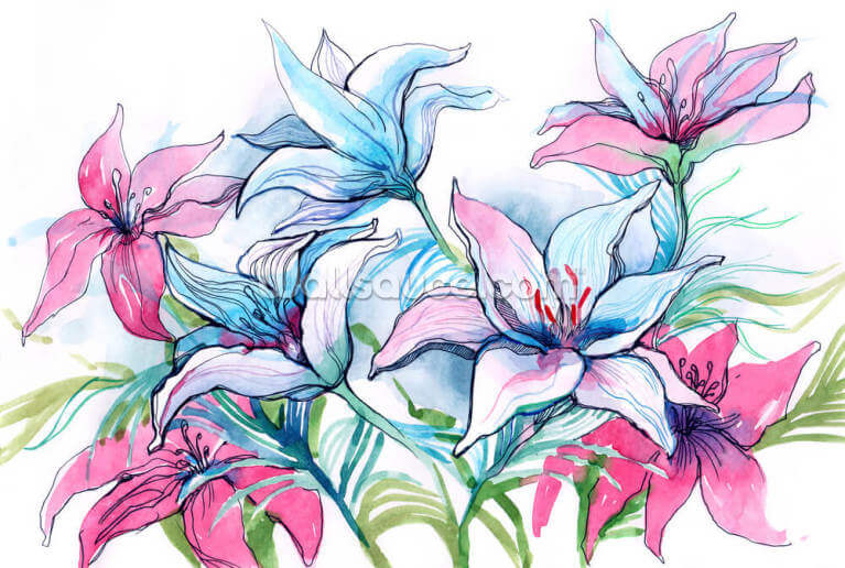 Lily Flowers Lily Flowers