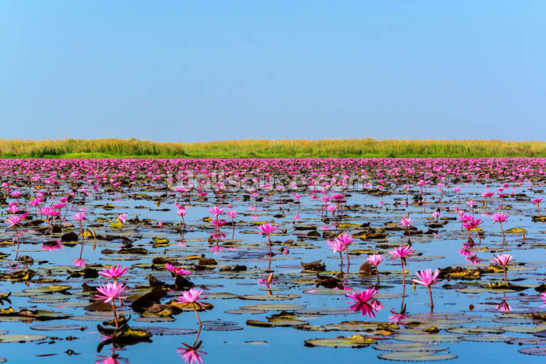 Sea of Pink Lotus 2 Sea of Pink Lotus 2
