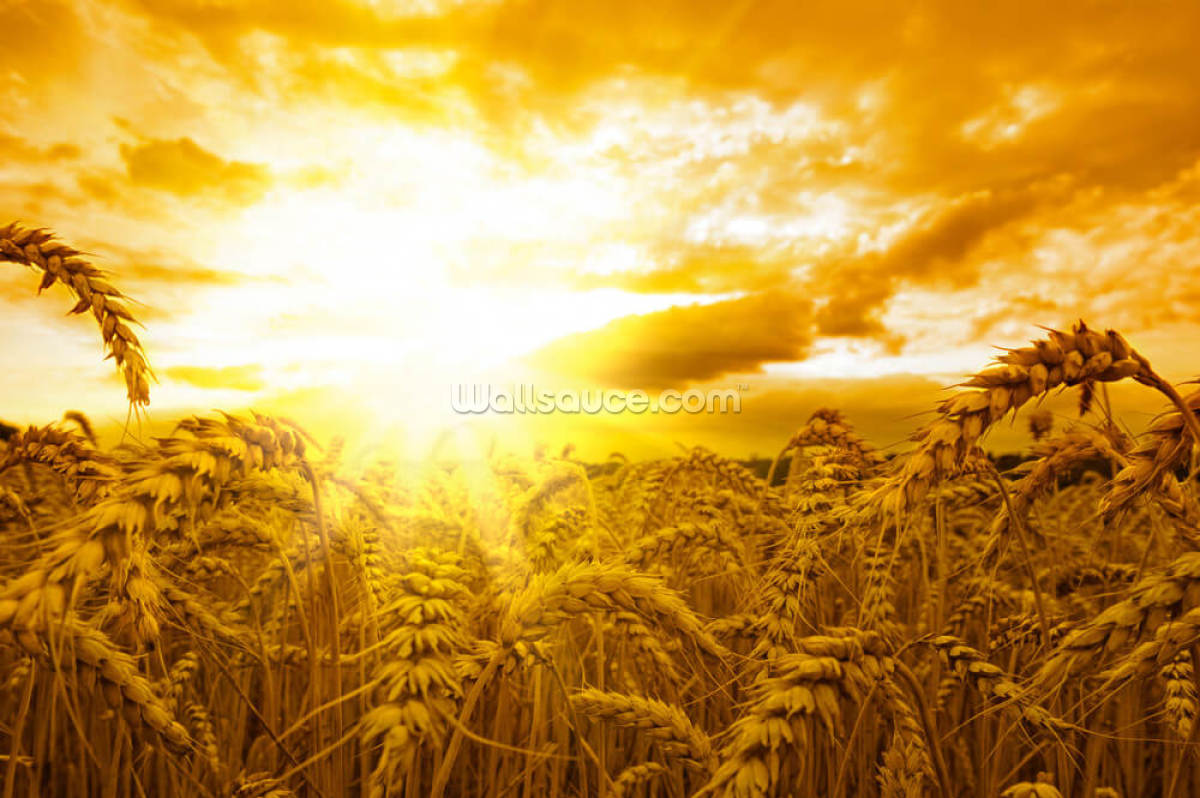 sunset-over-wheat-field