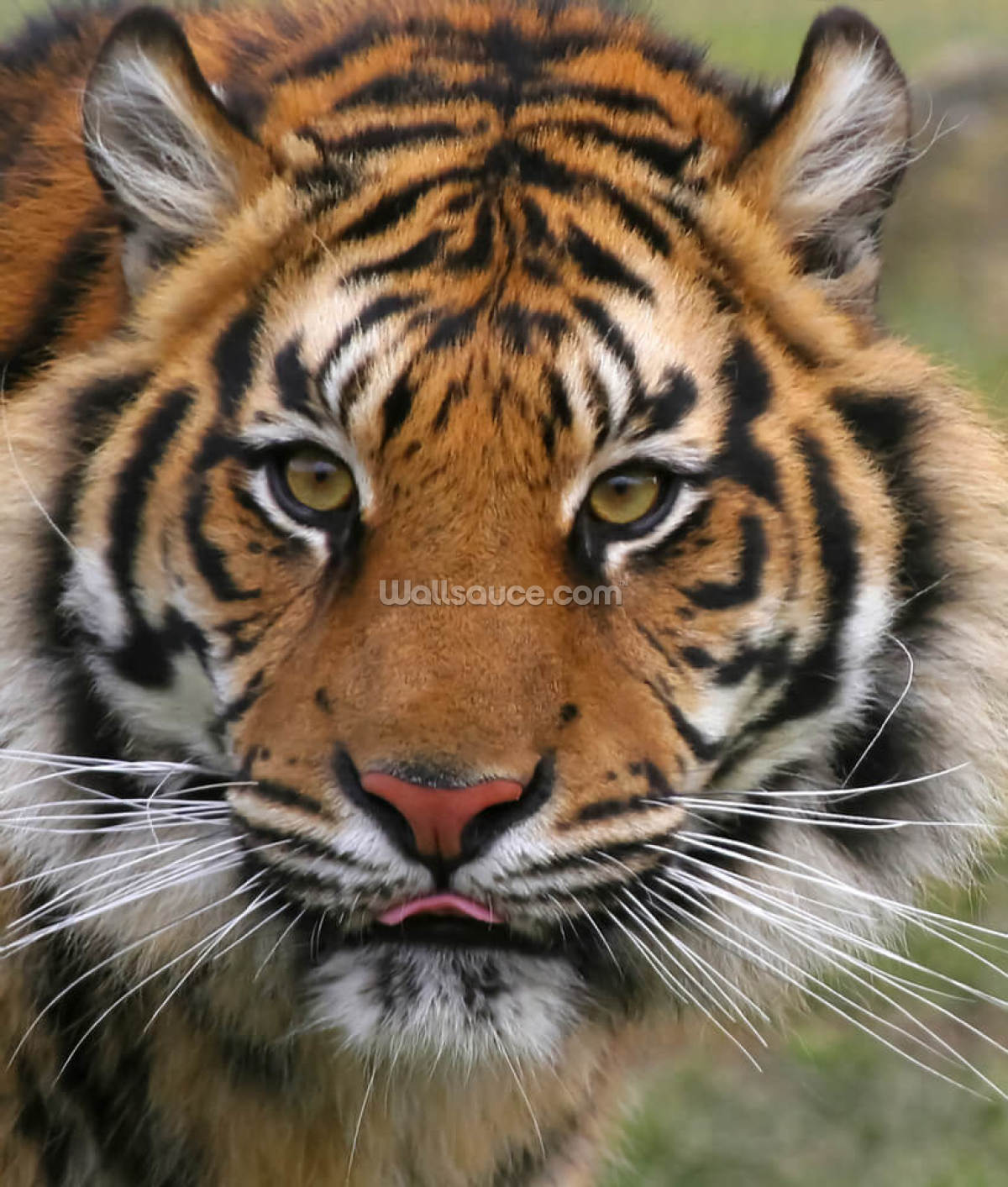 tiger-close-up