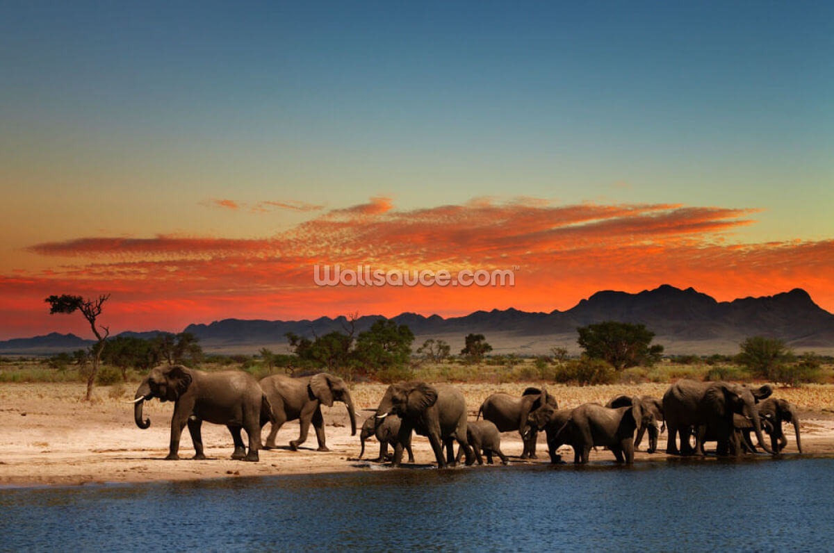 african-elephants