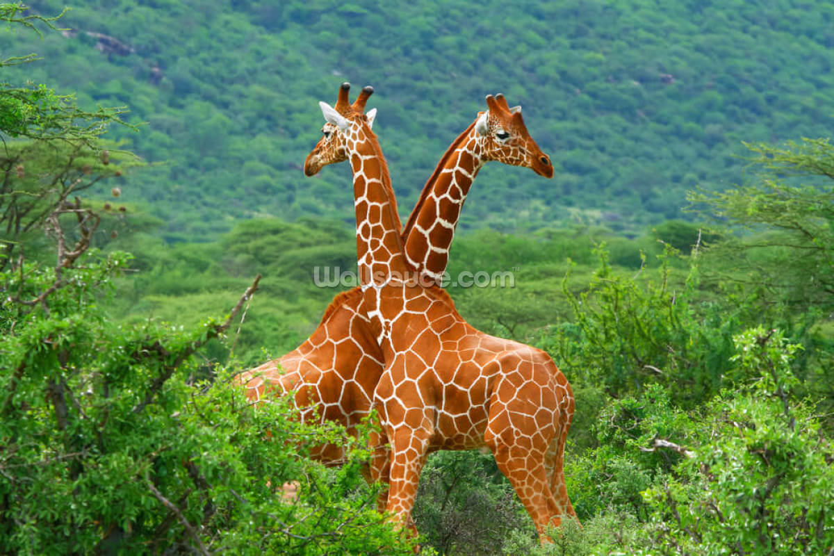 combat-de-girafe
