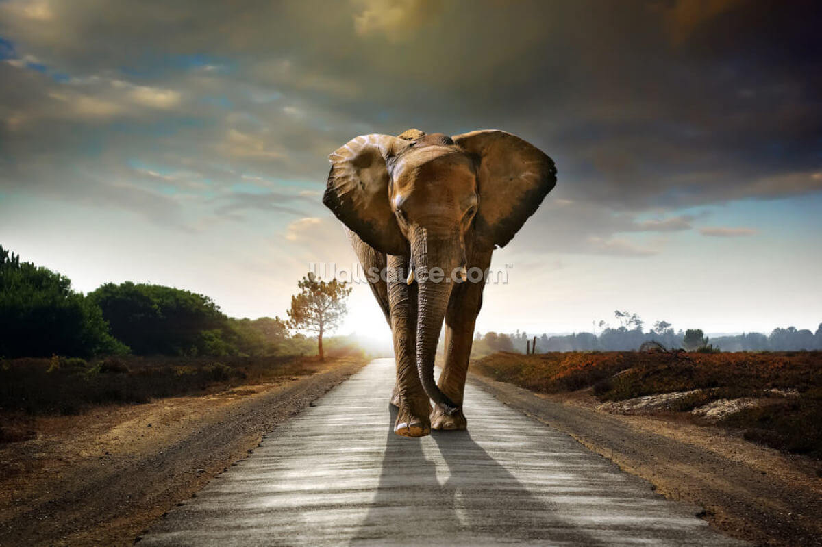 kvely-elefantti