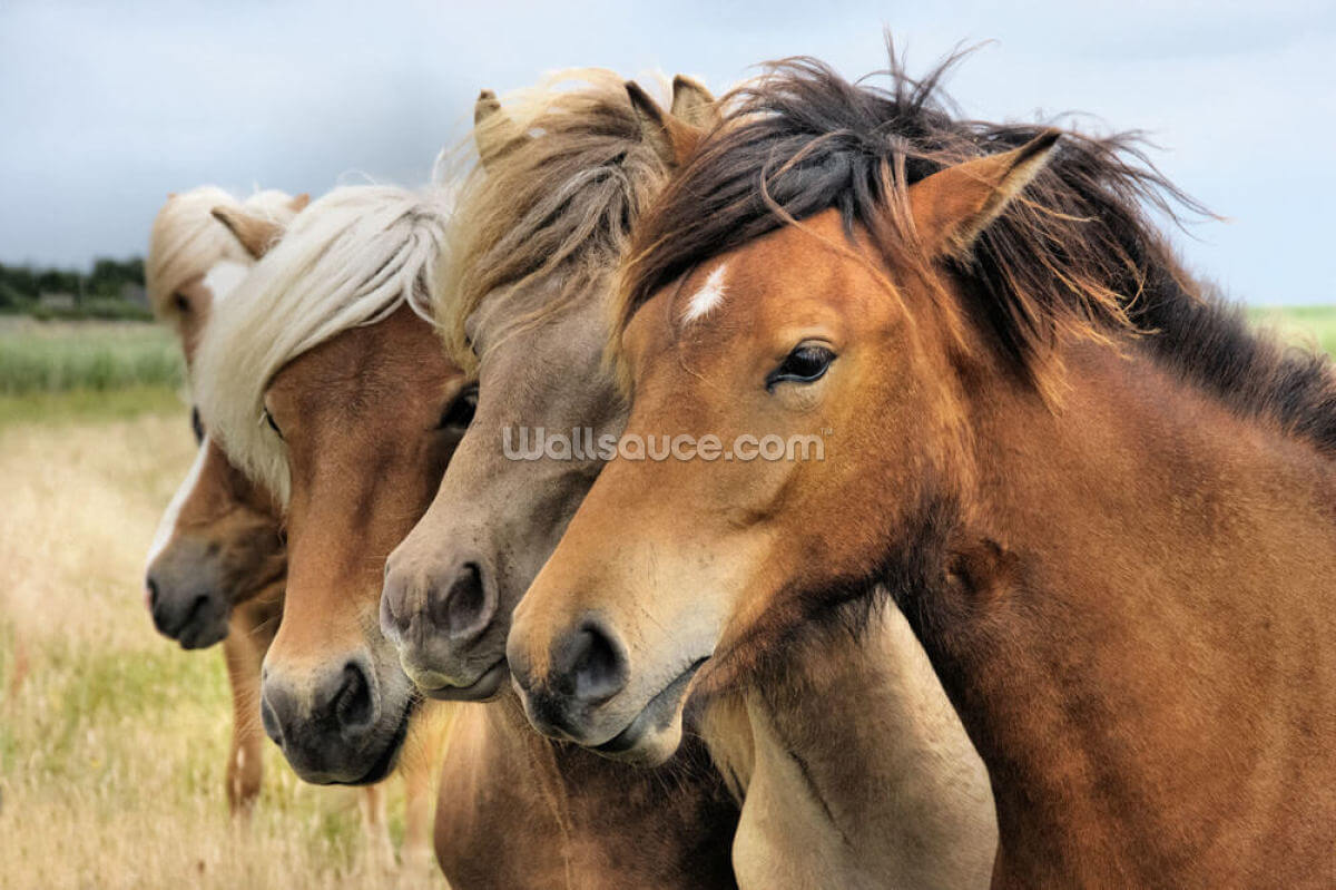caballos-islandeses