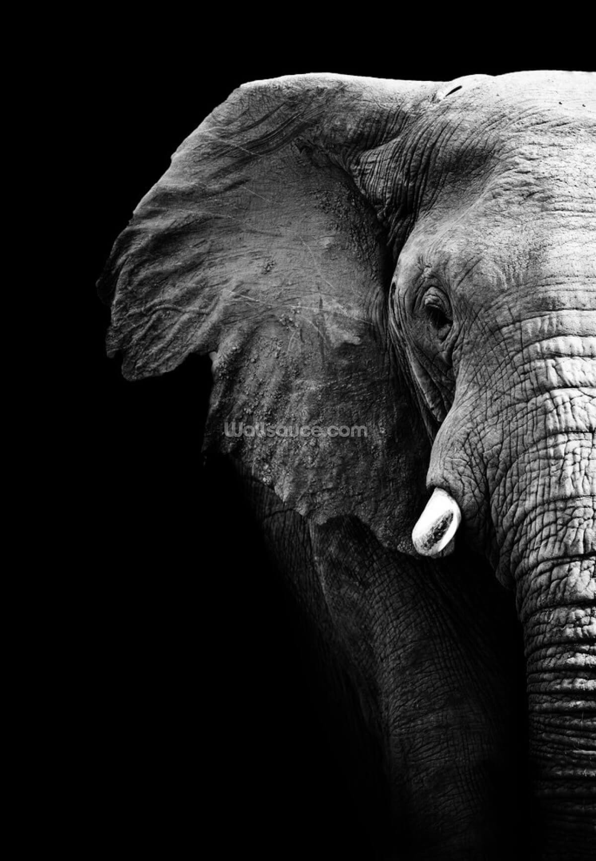 elefante-close-up