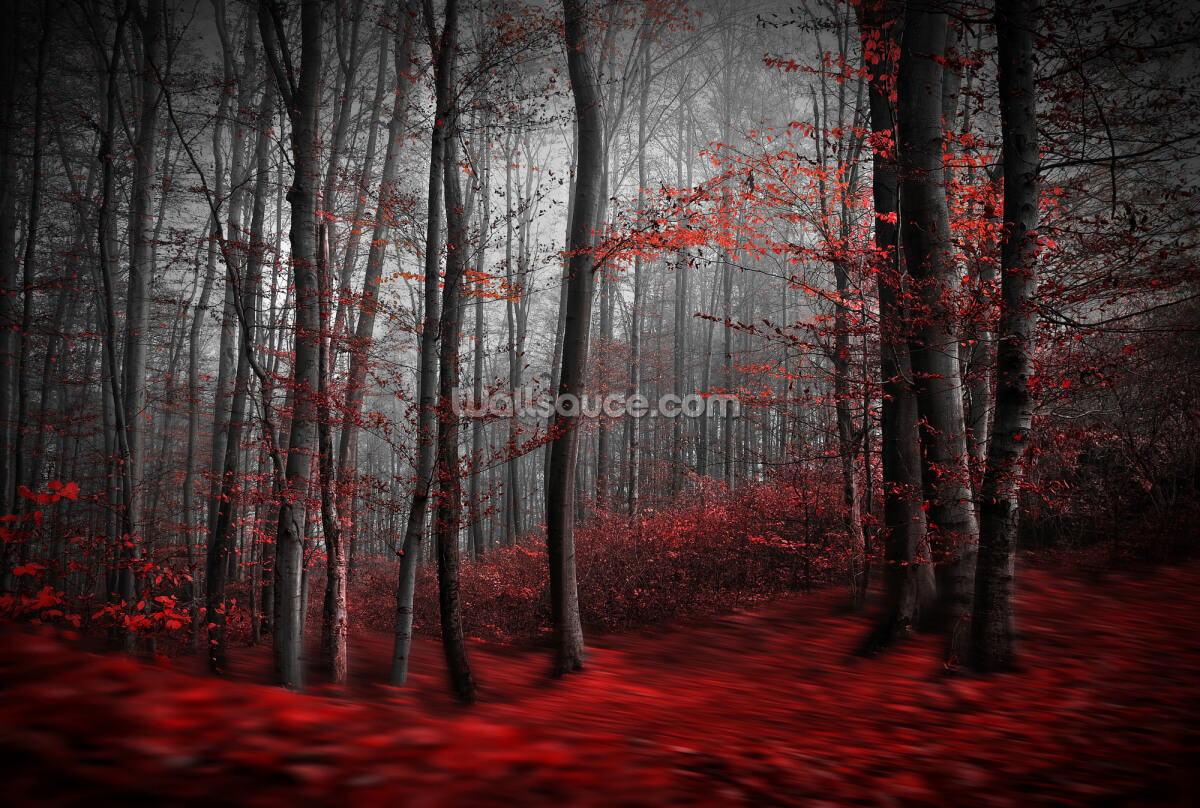 roter-teppich-wald