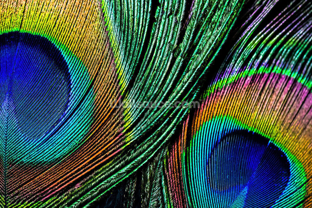 Peacock Feathers Wallpapers - Choose from over a million free vectors