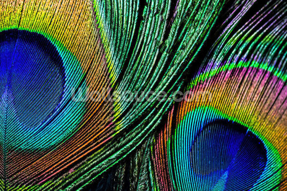 Peacock Feather Close Up Wallpaper Mural Wallsauce Ae