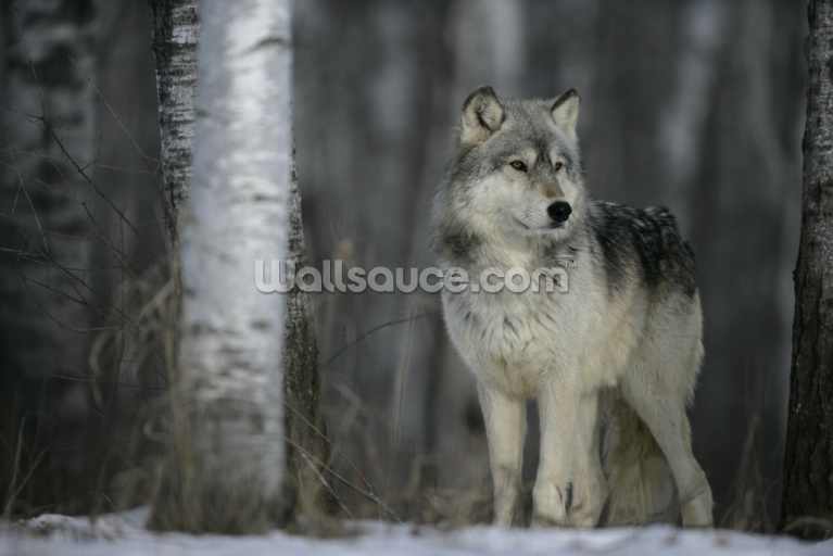 Grey Wolf Prowls Grey Wolf Prowls