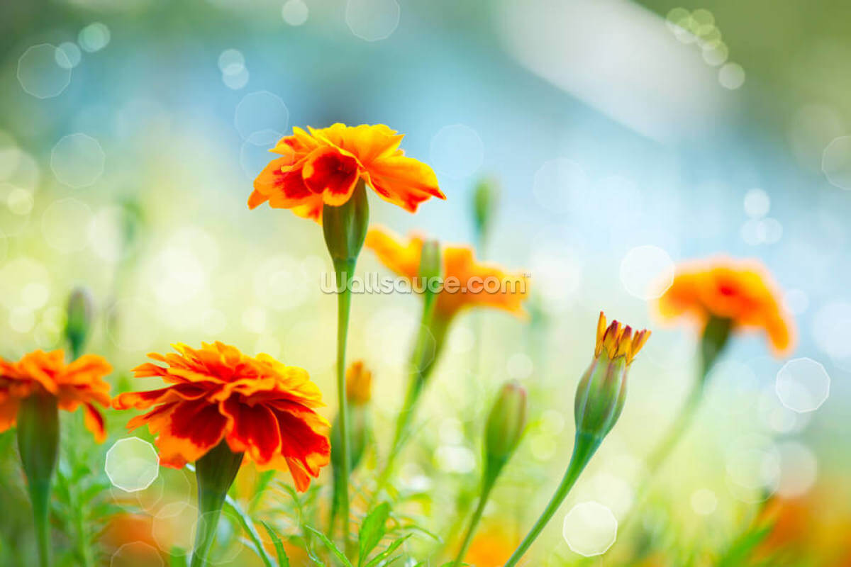 tagetes-marigold-flowers