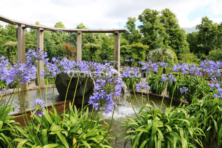 Agapanthus Africanus Agapanthus Africanus