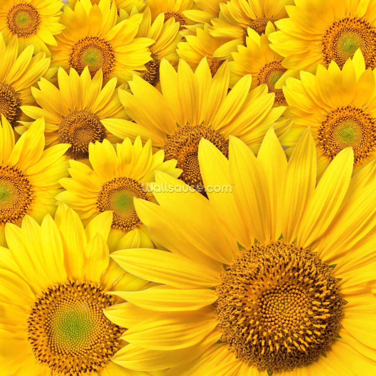 sunflowers-bloom