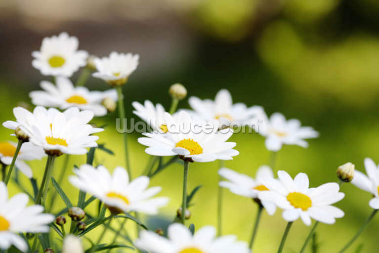 Summer Flowers Summer Flowers