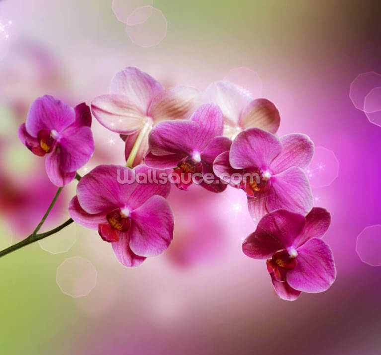 Orchid Orchid