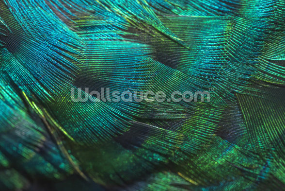 Closeup Peacock Feathers Wall Mural Wallsauce Ae Download peacock feathers wallpapers free | pixelstalk.net. closeup peacock feathers