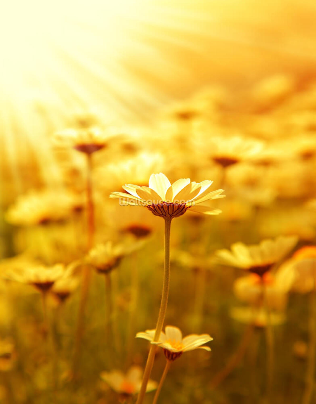field-daisies