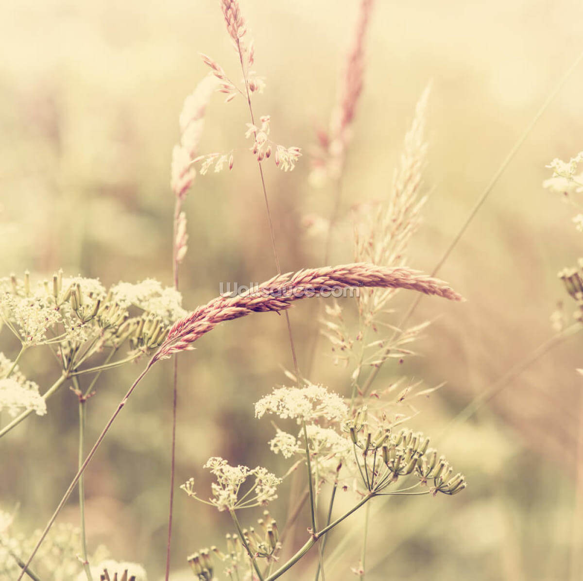 summer-meadow-sepia