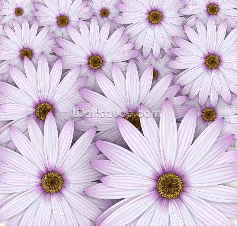 Field of Purple Daisies Field of Purple Daisies