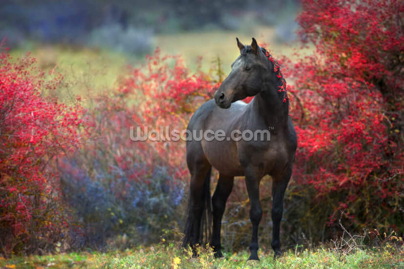 Black Berry Horse