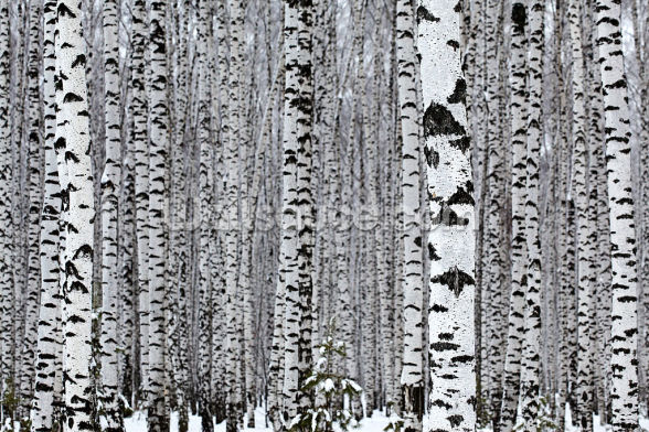 Silver Birch Wood Wallpaper | Wallsauce US