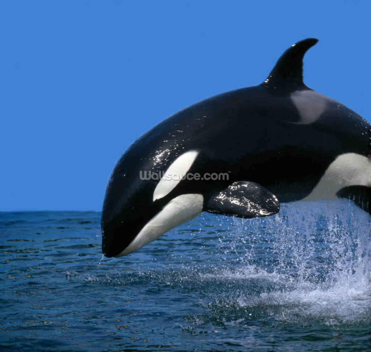 impresionante-orca