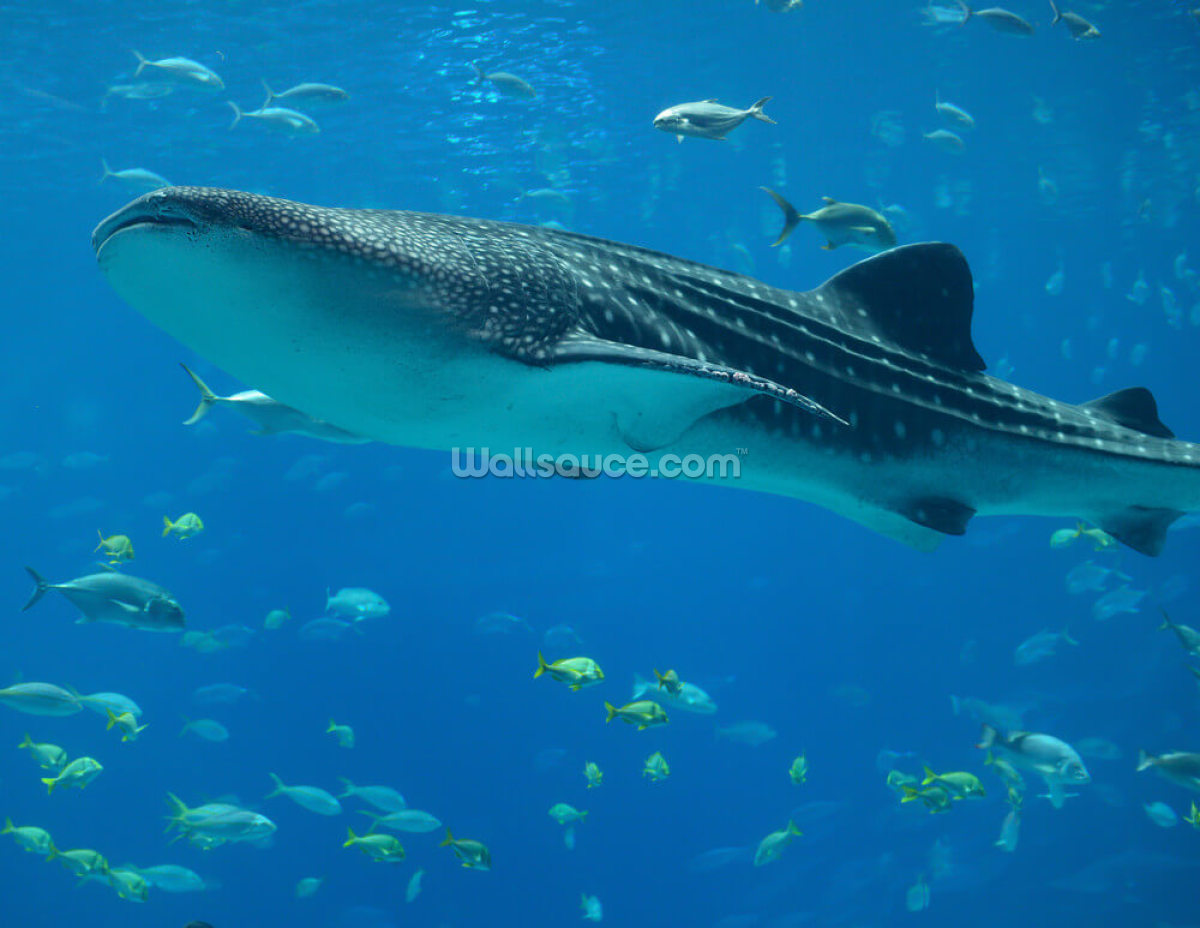 whale-shark-fish