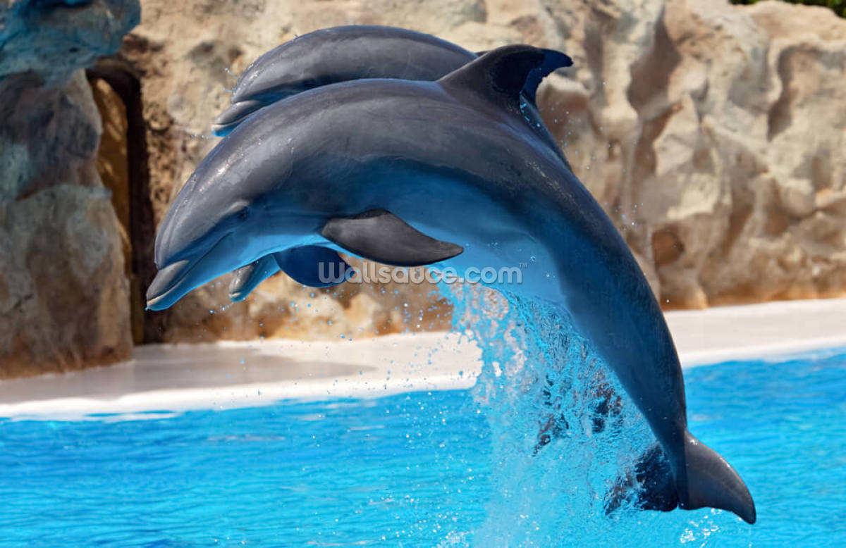 delfiner
