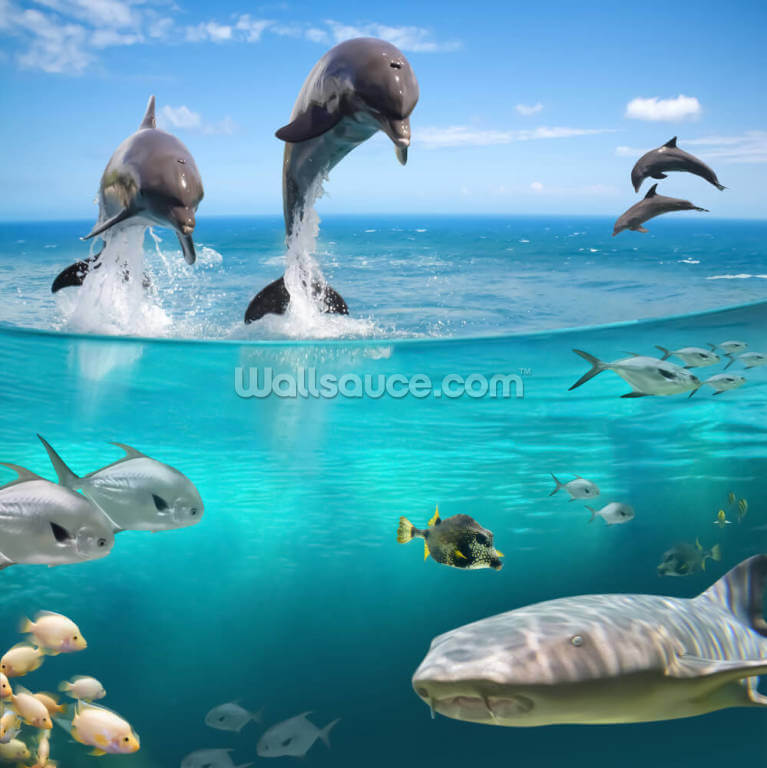 Dolphins Playground Dolphins Playground