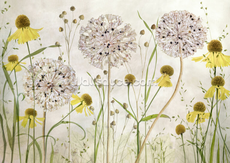 Alliums and Heleniums Alliums and Heleniums