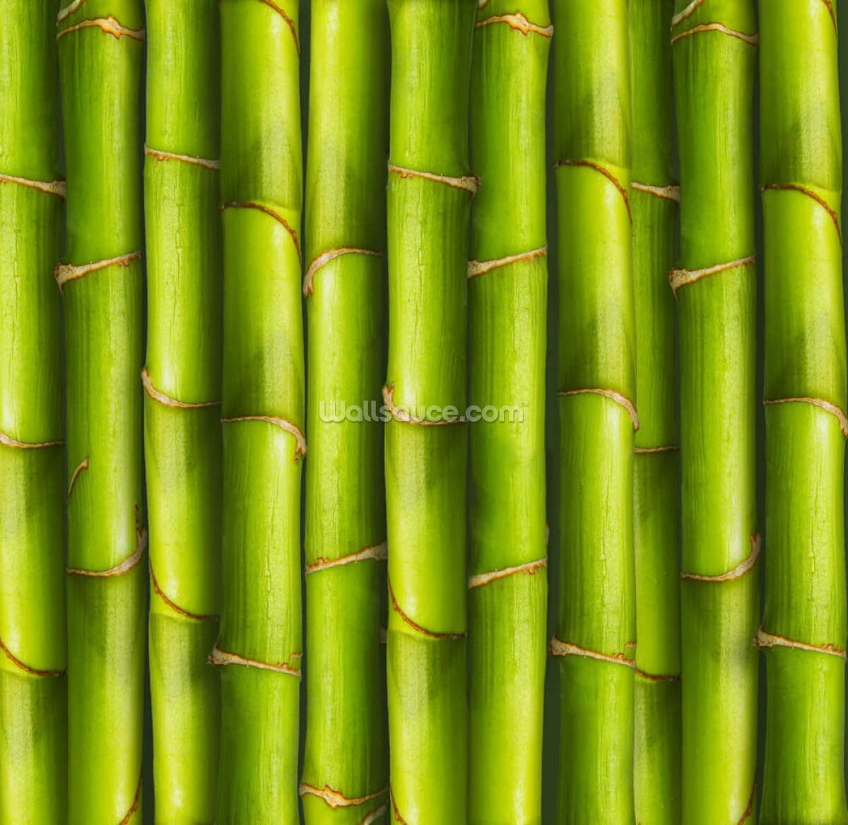 bambus-lysegrn
