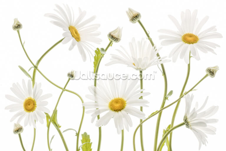 Ox Eye Daisies Ox Eye Daisies