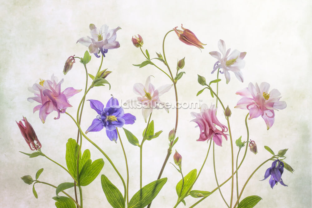 Columbine Flowers Wallpaper Wallsauce Us