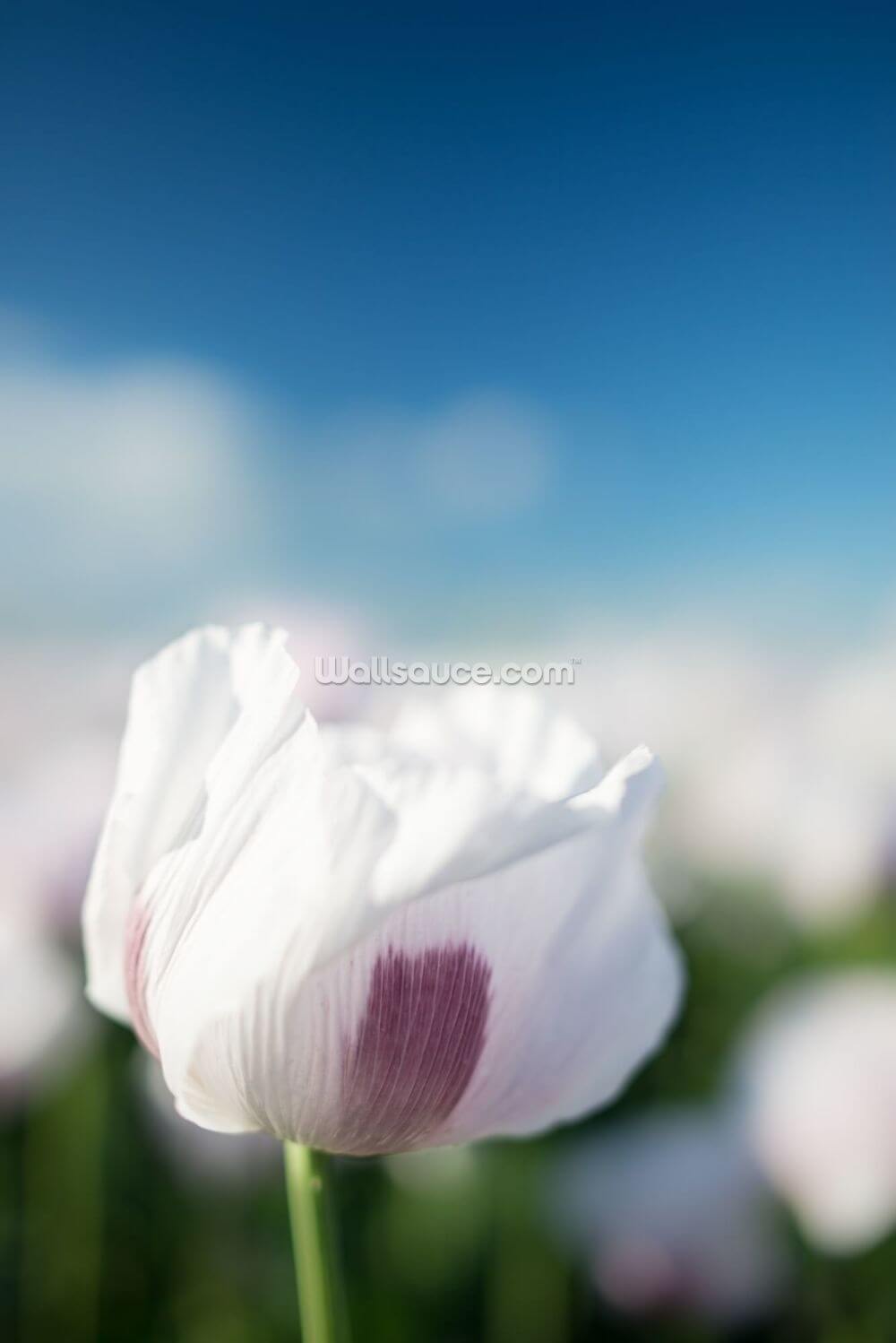Single Poppy Wall Mural Wallsauce Au