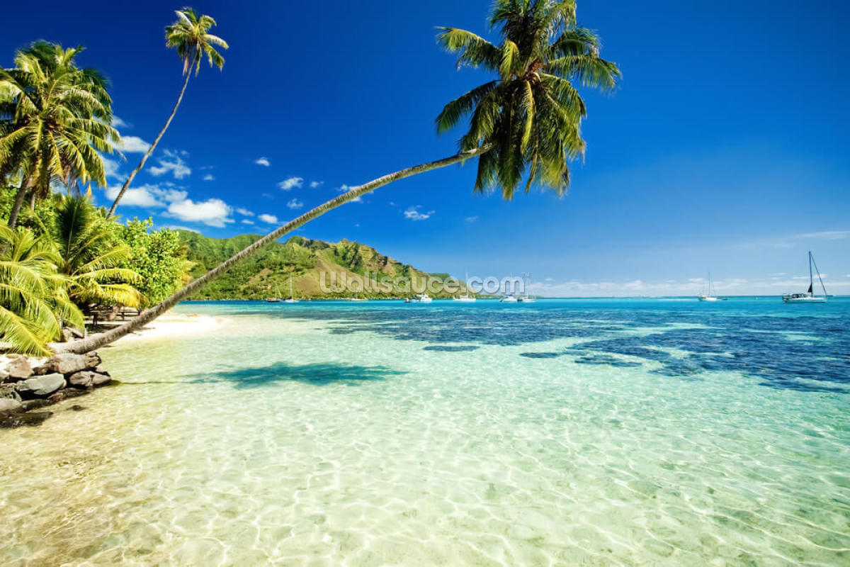palm-tree-lagoon