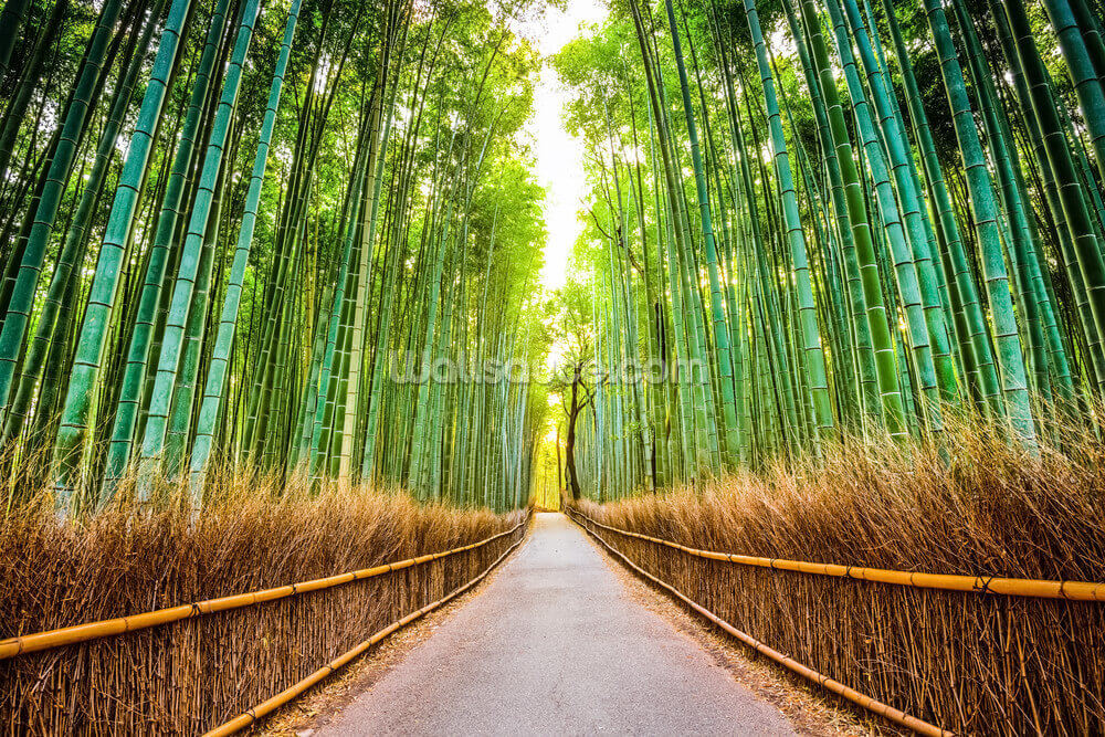 Bamboo Forest Of Kyoto Japan Wallpaper Wallsauce Uk