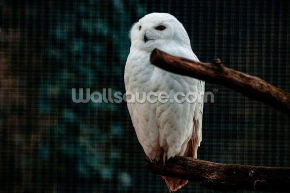 snowy owl wallpaper wallsauce us