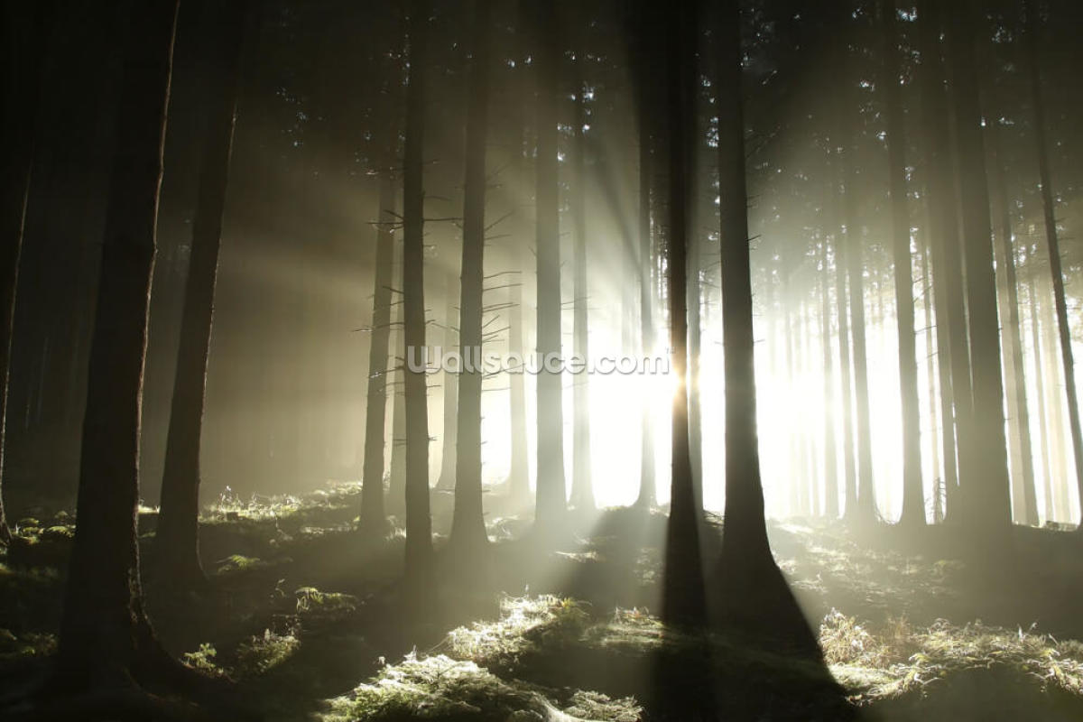 light-dark-forest