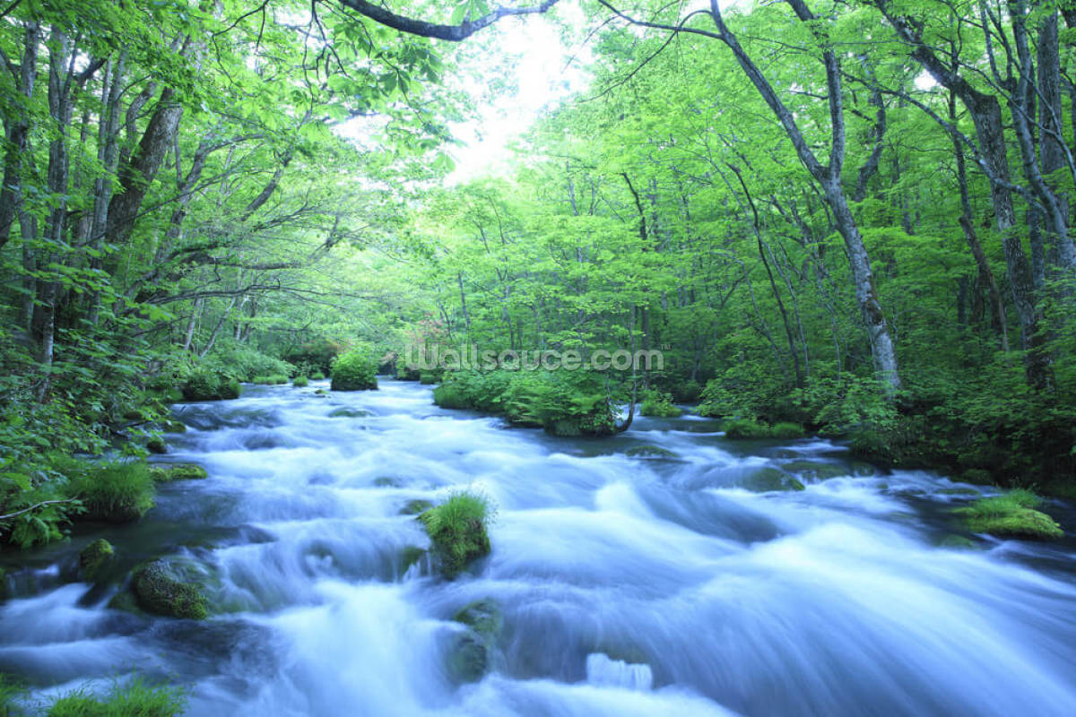 spring-forest-river