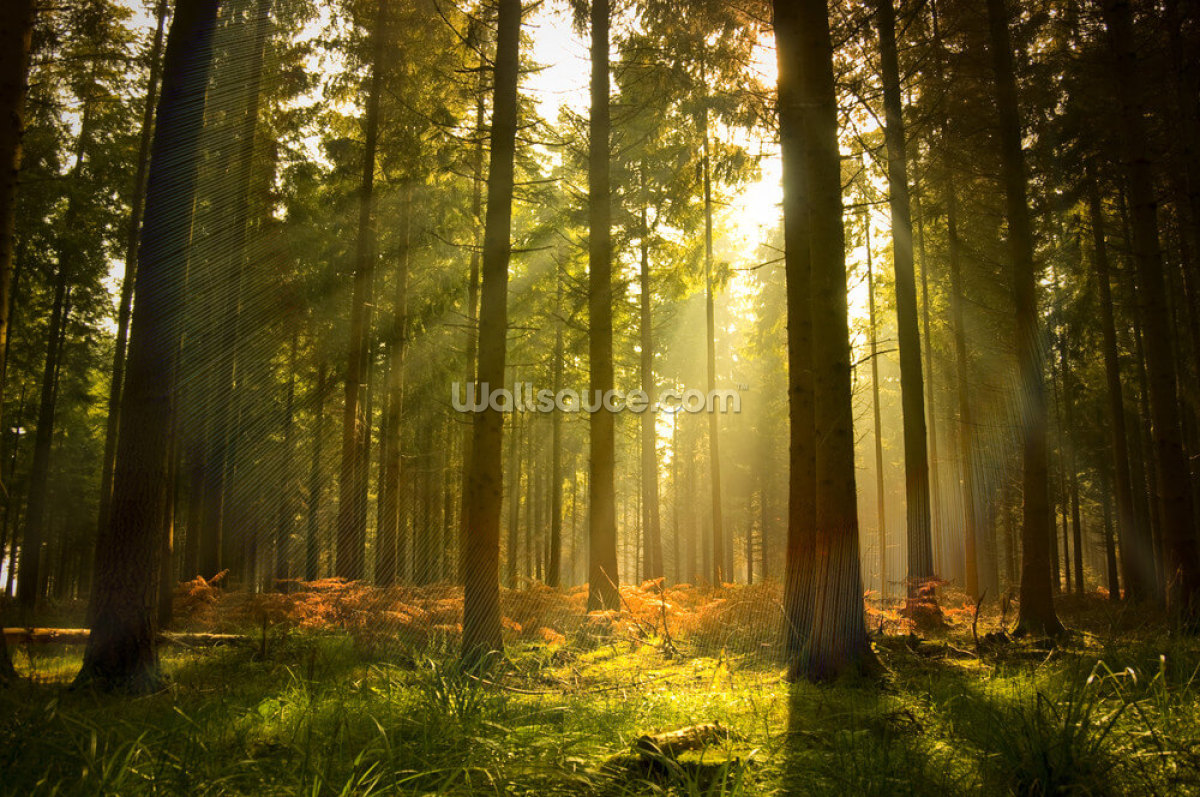 vacker-skog