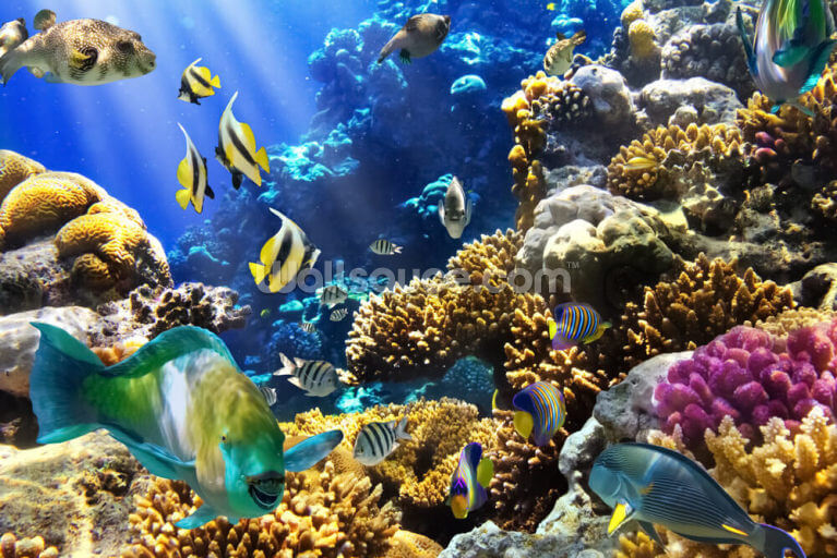 Coral Life Coral Life