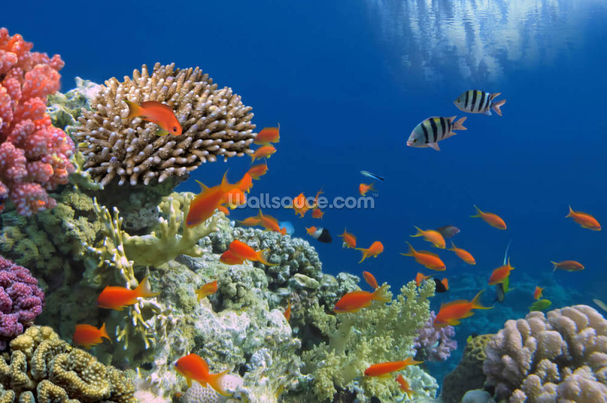 peces-tropicales-en-arrecife-de-coral