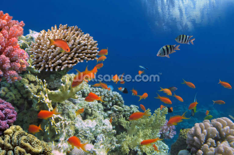 Tropical Fish on Coral Reef Tropical Fish on Coral Reef
